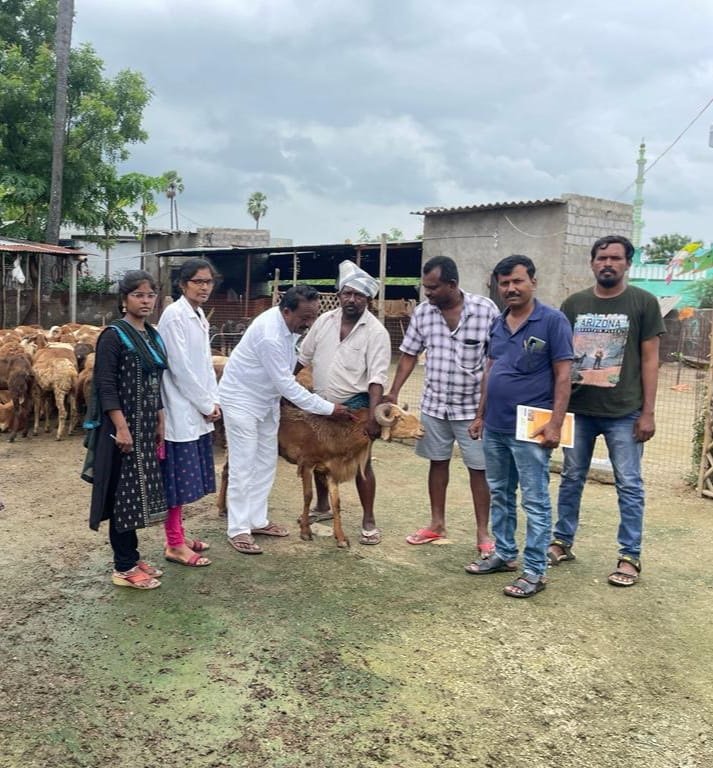 Vaccine for the prevention of disease in sheep and goats