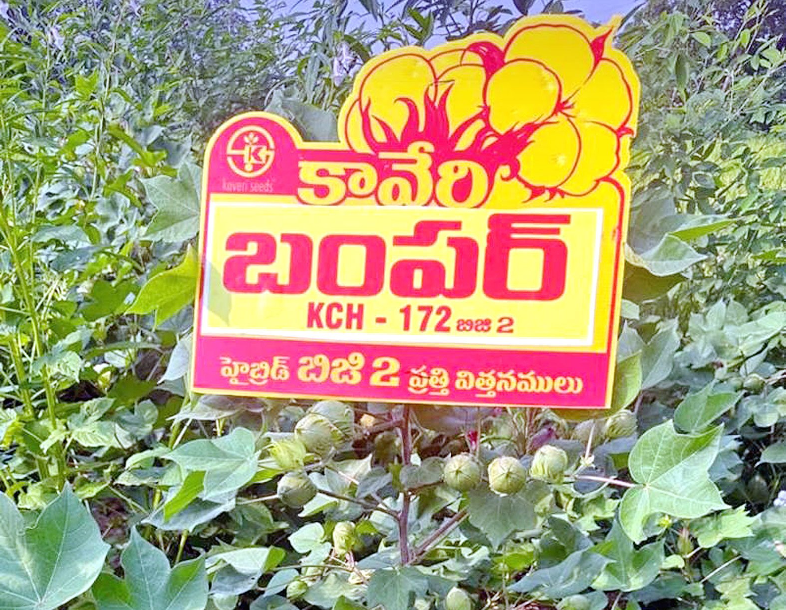 kaveri_seeds