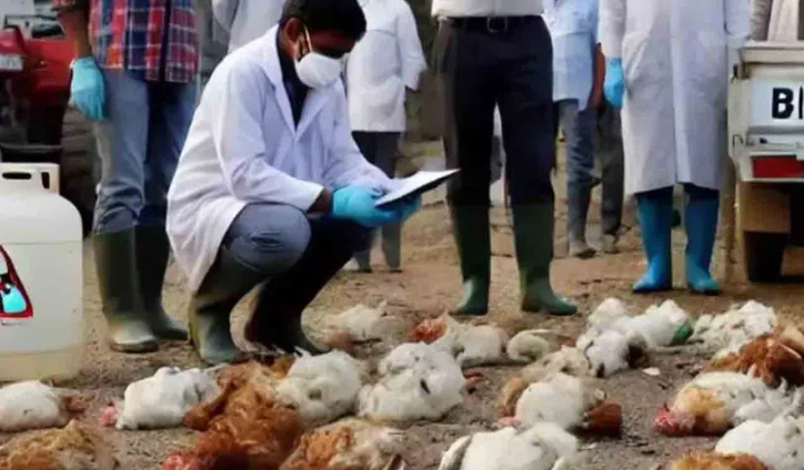 A Mysterious Disease Hits Poultry Farms In Konnur Madanapuram Mandal Wanaparthy District In Telangana