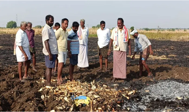 Sweet Corn Crop Damage In Alampur In Gadwal District